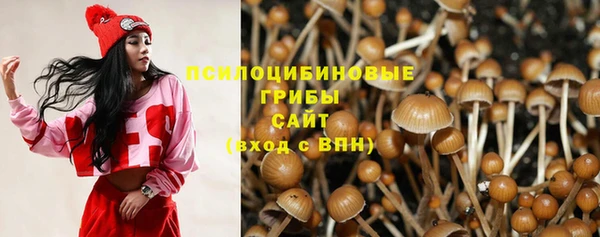 шишки Абаза