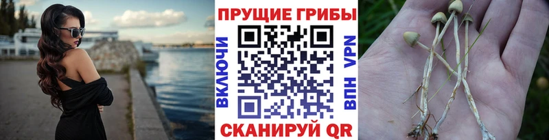 Галлюциногенные грибы Psilocybine cubensis  Химки 